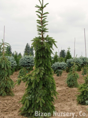 smrk omorika Pendula Bruns - Picea omorika Pendula Bruns