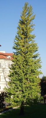 jinan dvoulaločný Fastigiata - Ginkgo biloba Fastigiata