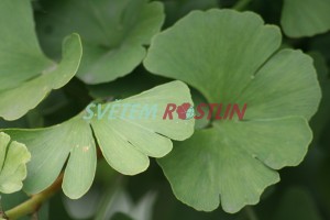 jinan dvoulaločný Mariken - Ginkgo biloba Mariken