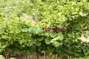 jinan dvoulaločný Mariken - Ginkgo biloba Mariken
