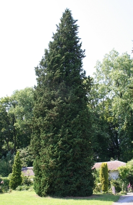cypřišek Lawsonův Wisselii - Chamaecyparis lawsoniana Wisselii
