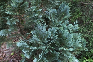 cypřišek Lawsonův Alumii - Chamaecyparis lawsoniana Alumii