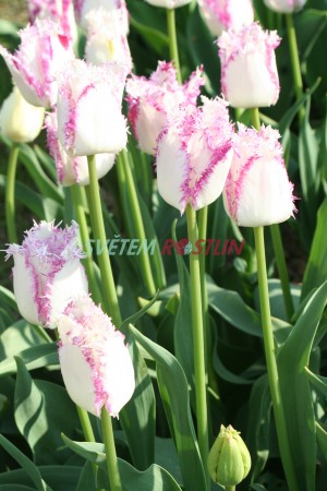 tulipán Aria Card - Tulipa Aria Card