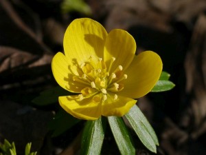 talovín zimní - Eranthis hyemalis