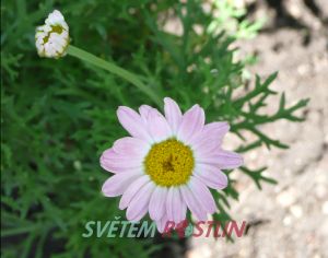 kopretinovec dřevnatý Sugar Baby - Argyranthemum frutescens Sugar Baby