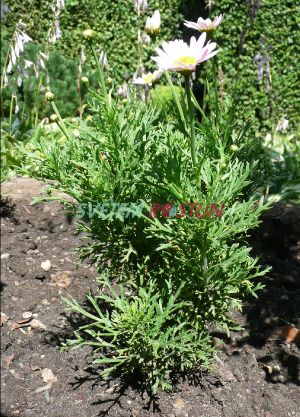 kopretinovec dřevnatý Sugar Baby - Argyranthemum frutescens Sugar Baby