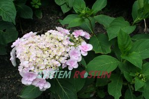 hortenzie velkolistá Youmethree - Hydrangea macrophylla Youmethree