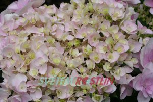 hortenzie velkolistá Youmethree - Hydrangea macrophylla Youmethree