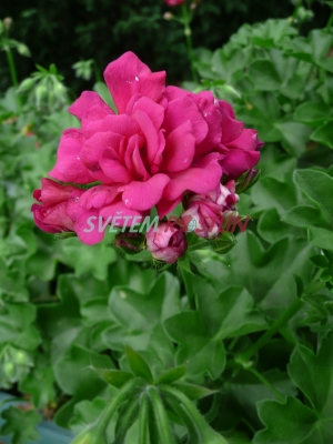 pelargonie páskatá Shocking Violet - Pelargonium zonale Shocking Violet