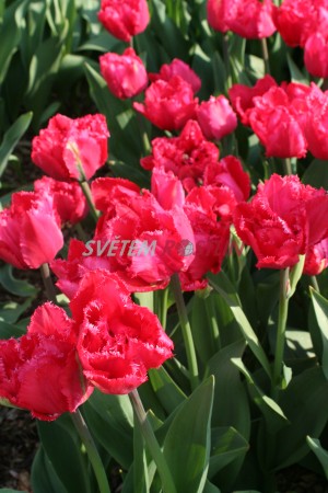 tulipn Petticoat - Tulipa Petticoat