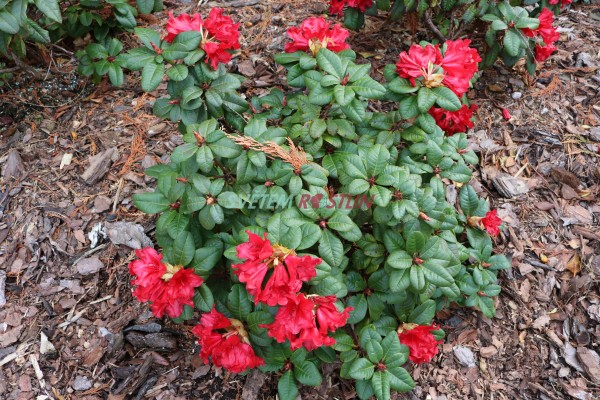 pnink Forrestv Bad Eilsen - Rhododendron forrestii Bad Eilsen