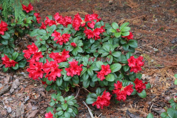 pnink Forrestv Bad Eilsen - Rhododendron forrestii Bad Eilsen