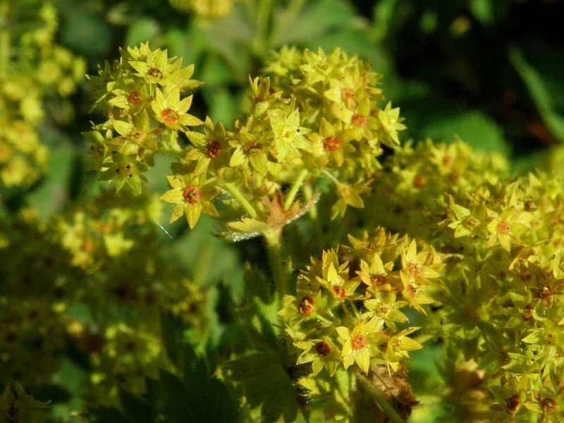 kontryhel mkk - Alchemilla mollis