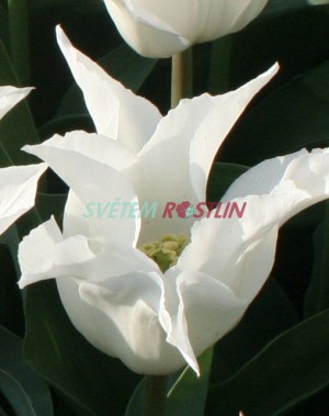 tulipán White Triumphator - Tulipa White Triumphator