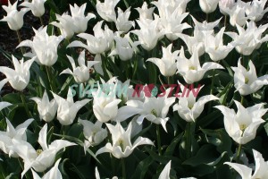 tulipán White Triumphator - Tulipa White Triumphator