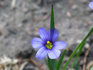 badil úzkolistý - Sisyrinchium angustifolium