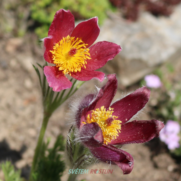 koniklec německý Pinwheel Dark Red - Pulsatilla vulgaris Pinwheel Dark Red
