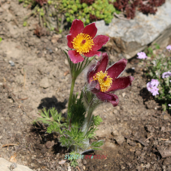 koniklec německý Pinwheel Dark Red - Pulsatilla vulgaris Pinwheel Dark Red