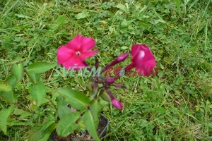 plamenka latnatá Adessa Special Fire - Phlox paniculata Adessa Special Fire