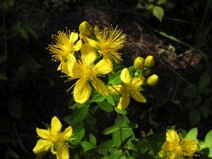 třezalka tečkovaná - Hypericum perforatum