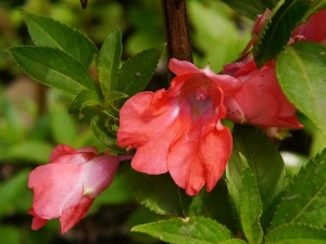 netýkavka balzamína - Impatiens balsamina