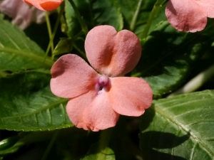 netýkavka balzamína - Impatiens balsamina