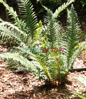 kapradina laločnatá - Polystichum aculeatum
