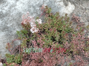 rozchodník - Sedum laconicum