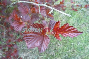 tavola kalinolist Andre - Physocarpus opulifolius Andre