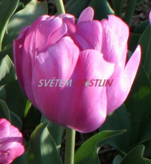 tulipán Rai - Tulipa Rai