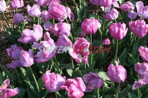 tulipán Rai - Tulipa Rai