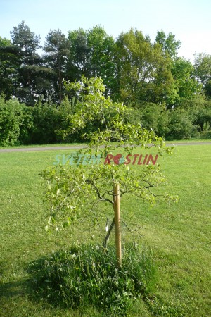 dub arkansaský - Quercus arkansana