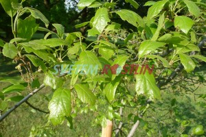 dub arkansaský - Quercus arkansana