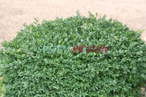 zimostráz vždyzelený Hermann von Schenk - Buxus sempervirens Hermann von Schenk