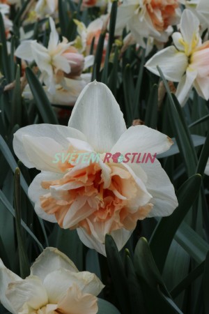 narcis My Story - Narcissus My Story