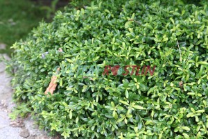 zimostráz Kingsville Dwarf - Buxus microphylla Kingsville Dwarf