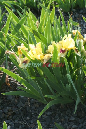 kosatec Ritz - Iris × barbata nana Ritz