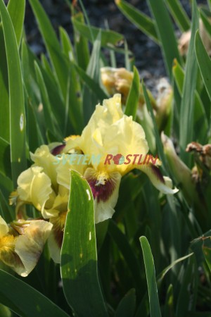 kosatec Ritz - Iris × barbata nana Ritz