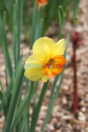 narcis Bantam - Narcissus Bantam