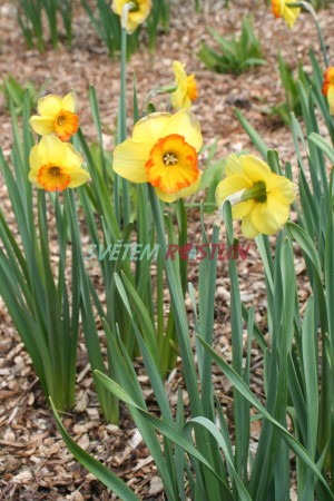 narcis Bantam - Narcissus Bantam