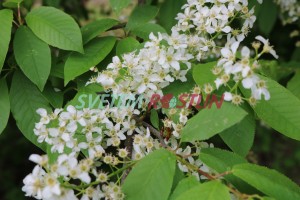 střemcha obecná - Prunus padus