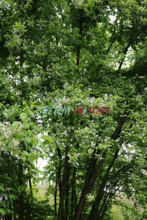 střemcha obecná - Prunus padus
