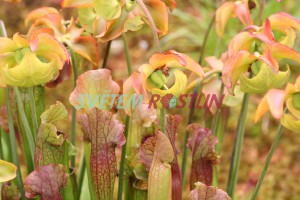 špirlice - Sarracenia × catesbaei