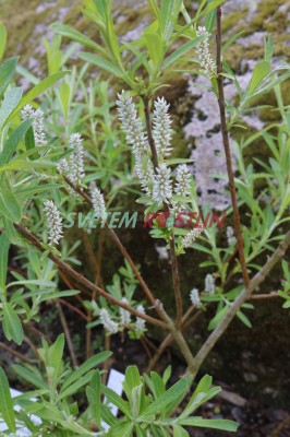 vrba bělostná - Salix candida