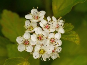 tavola kalinolistá - Physocarpus opulifolius
