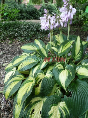 bohyška Island Charm - Hosta Island Charm
