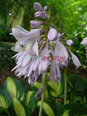 bohyška Island Charm - Hosta Island Charm