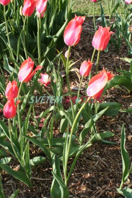 tulipán Perestrojka - Tulipa Perestrojka