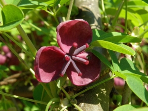 akebie pětičetná - Akebia quinata