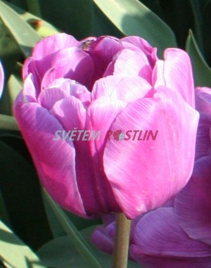 tulipán Blue Diamond - Tulipa Blue Diamond